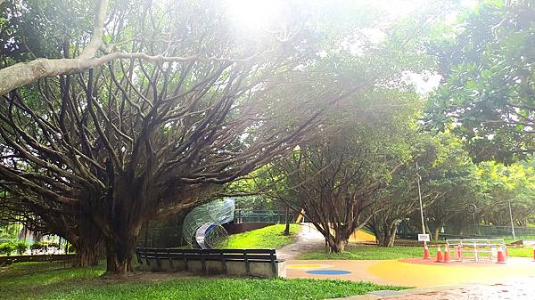 大溪頂埔公園16-老榕樹群.jpg