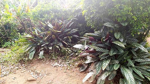 鳶山步道5-青春嶺植栽2.jpg