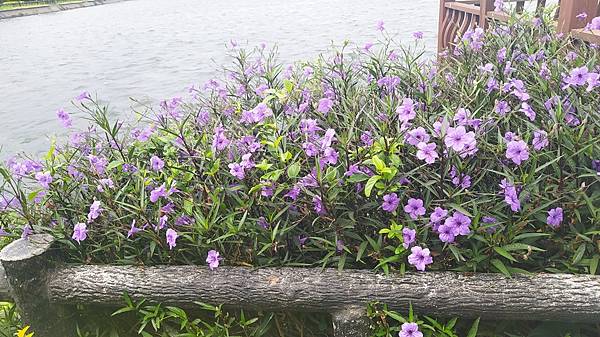 埔心池公園-7走道植栽3.jpg