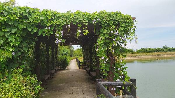 坡内埤-花臺植栽.jpg