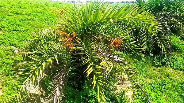 南寮公園33-植物山棕樹開花.jpg