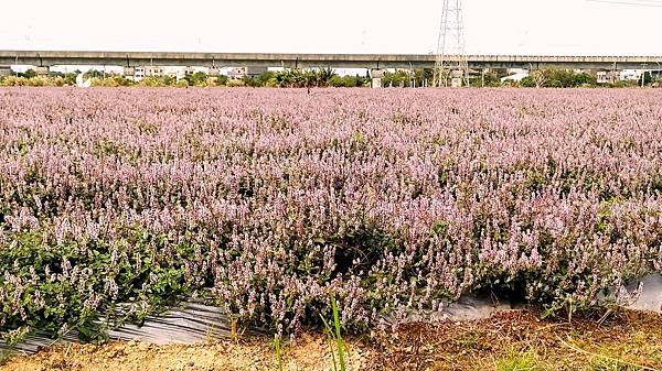 楊梅仙草花節-花田3.jpg