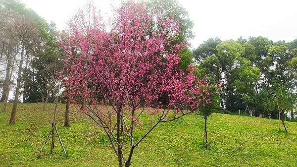 長庚養生村13-山櫻花.jpg