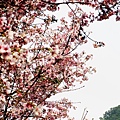 IMG_4898.jpg