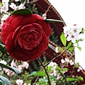 IMG_4904.jpg