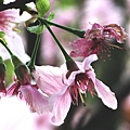 IMG_4913.jpg