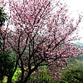IMG_4919.jpg