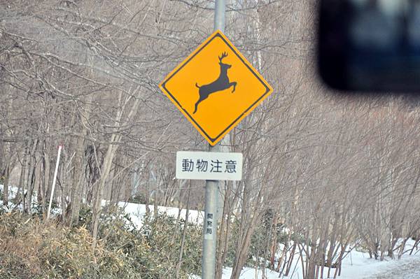 一路上都會看到小心動物，這裡常有狐狸、熊跟鹿