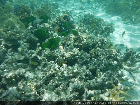 Heron Island