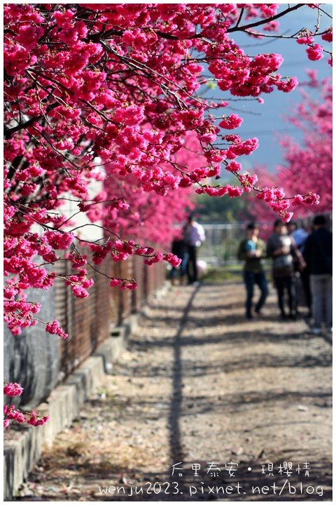 泰安櫻花IMG_1320b