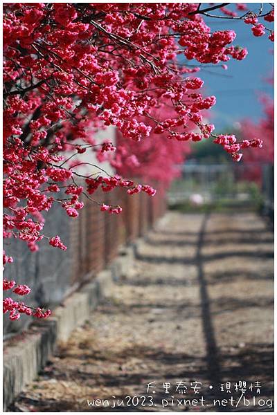 泰安櫻花IMG_1347b