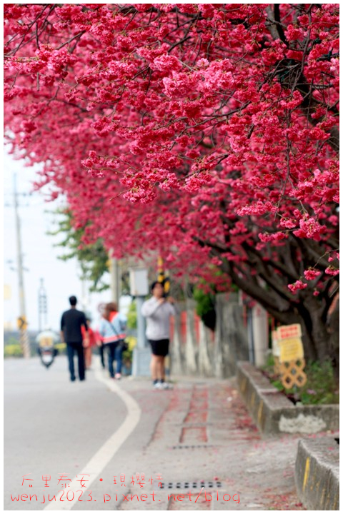 泰安櫻花IMG_1432b