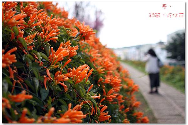 銅鑼炮仗花IMG_2639a