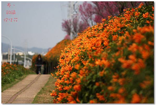 銅鑼炮仗花IMG_2706a