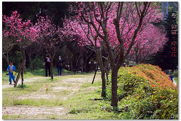 銅鑼炮仗花IMG_2746a