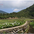 陽明山.竹子湖.夢幻湖