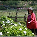 陽明山.竹子湖.夢幻湖