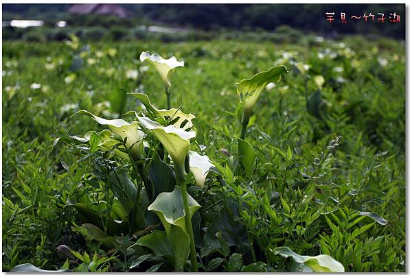 芋見.竹子湖