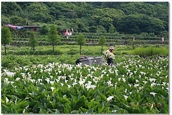 芋見.竹子湖