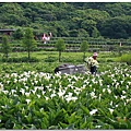 芋見.竹子湖