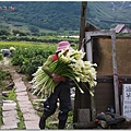 芋見.竹子湖