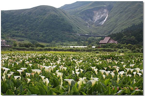 芋見.竹子湖