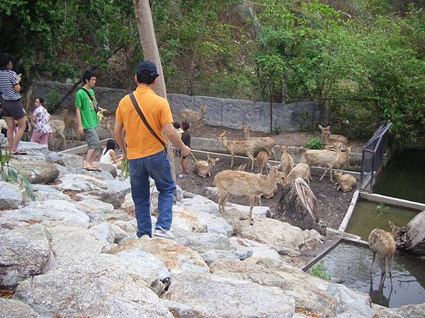 大家可以自己下去餵動物