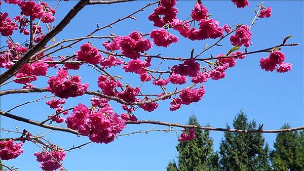 藍天櫻花與大樹