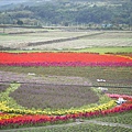 富里的花海