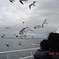 高速船上有一群美美的海鷗~不過因為禽流感的關係我並沒有靠近