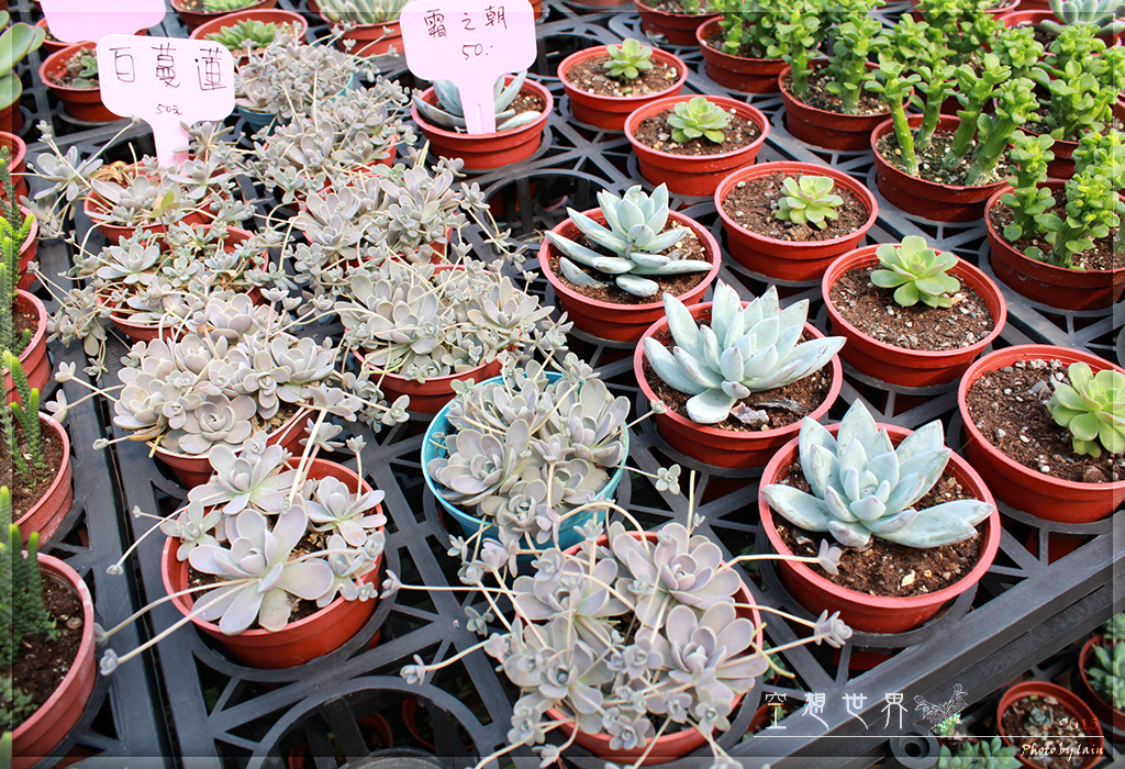 %E5%BD%B0%E5%8C%96%E7%94%B0%E5%B0%BE