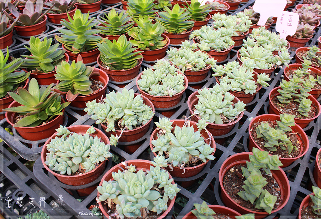 %E5%BD%B0%E5%8C%96%E7%94%B0%E5%B0%BE