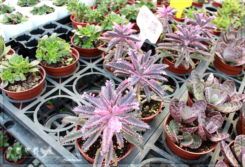 %E5%BD%B0%E5%8C%96%E7%94%B0%E5%B0%BE