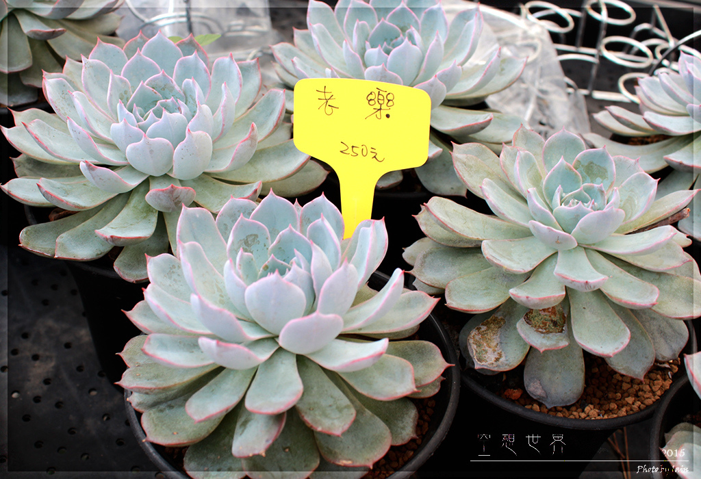 %E5%BD%B0%E5%8C%96%E7%94%B0%E5%B0%BE