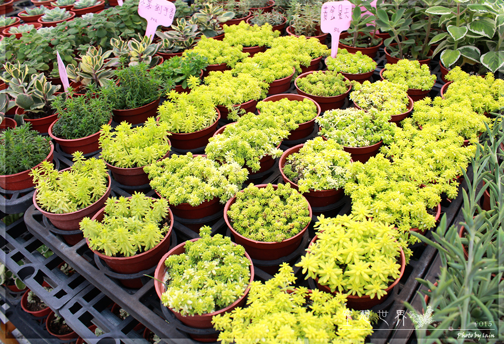 %E5%BD%B0%E5%8C%96%E7%94%B0%E5%B0%BE