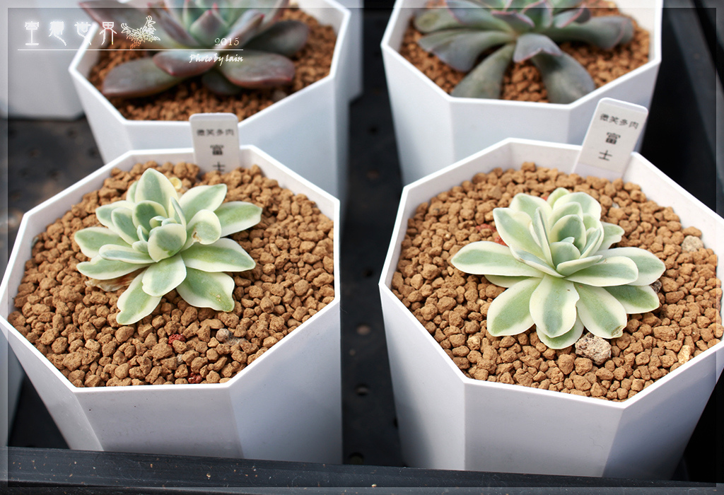 %E5%BD%B0%E5%8C%96%E7%94%B0%E5%B0%BE