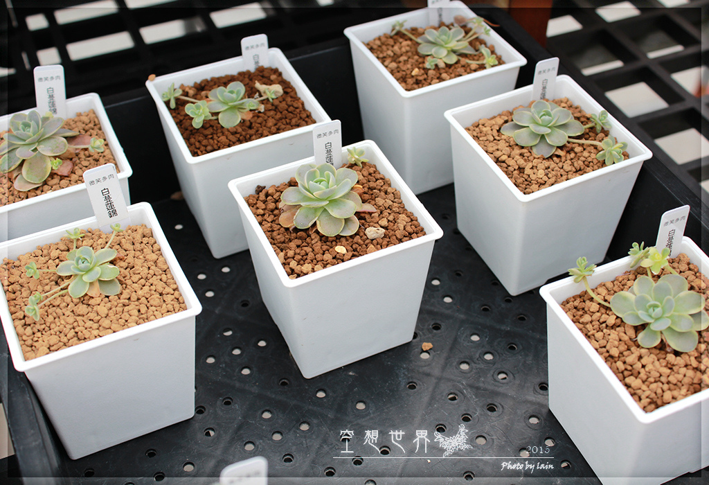 %E5%BD%B0%E5%8C%96%E7%94%B0%E5%B0%BE