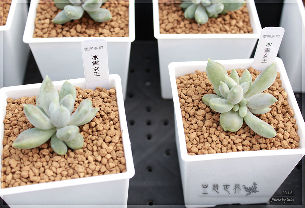 %E5%BD%B0%E5%8C%96%E7%94%B0%E5%B0%BE