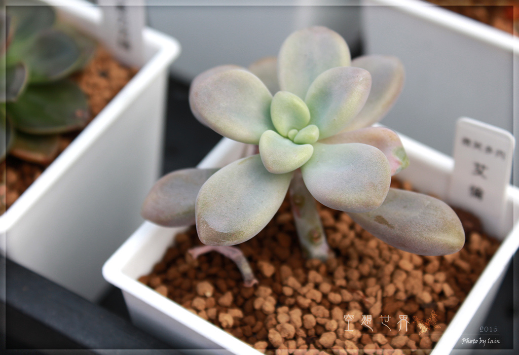 %E5%BD%B0%E5%8C%96%E7%94%B0%E5%B0%BE