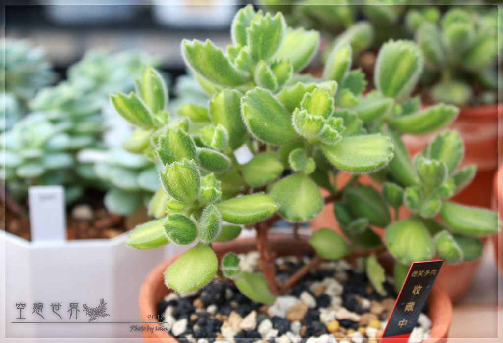 %E5%BD%B0%E5%8C%96%E7%94%B0%E5%B0%BE