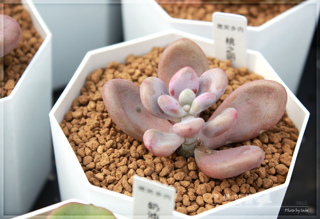 %E5%BD%B0%E5%8C%96%E7%94%B0%E5%B0%BE