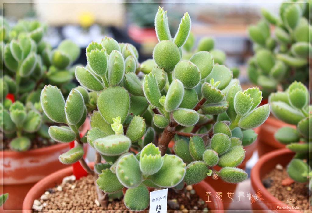 %E5%BD%B0%E5%8C%96%E7%94%B0%E5%B0%BE