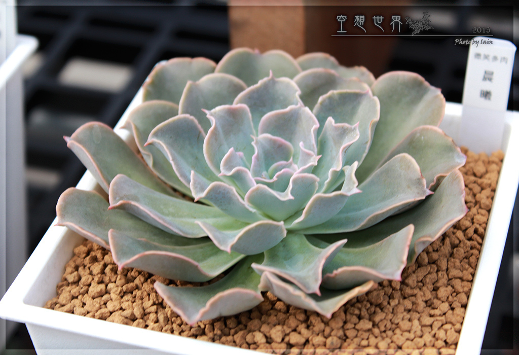 %E5%BD%B0%E5%8C%96%E7%94%B0%E5%B0%BE