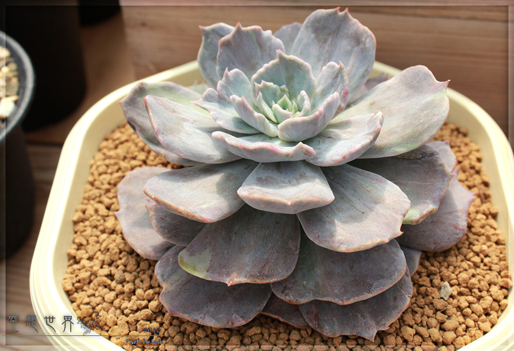 %E5%BD%B0%E5%8C%96%E7%94%B0%E5%B0%BE