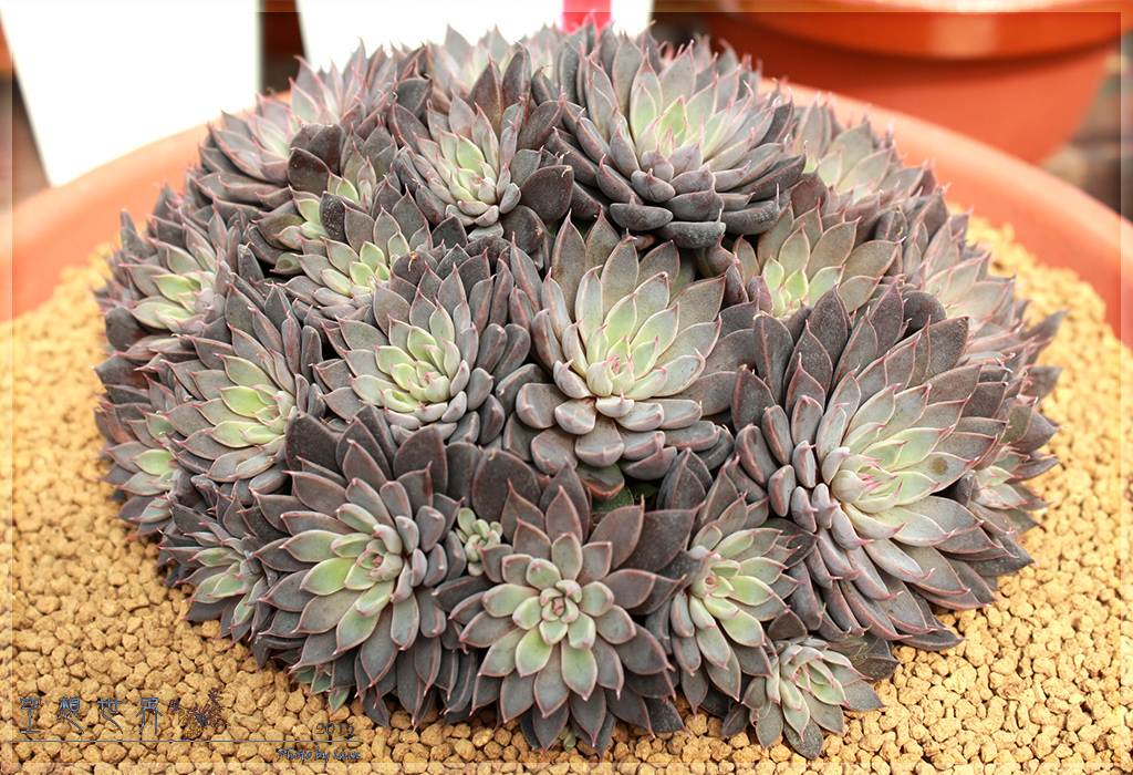 %E5%BD%B0%E5%8C%96%E7%94%B0%E5%B0%BE