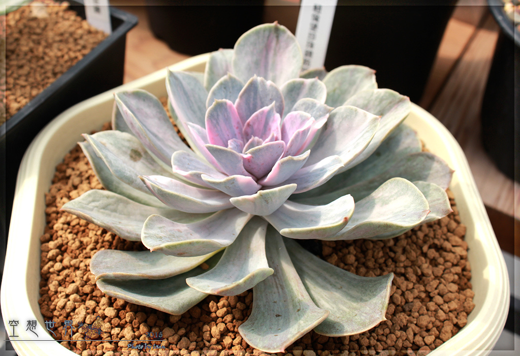 %E5%BD%B0%E5%8C%96%E7%94%B0%E5%B0%BE