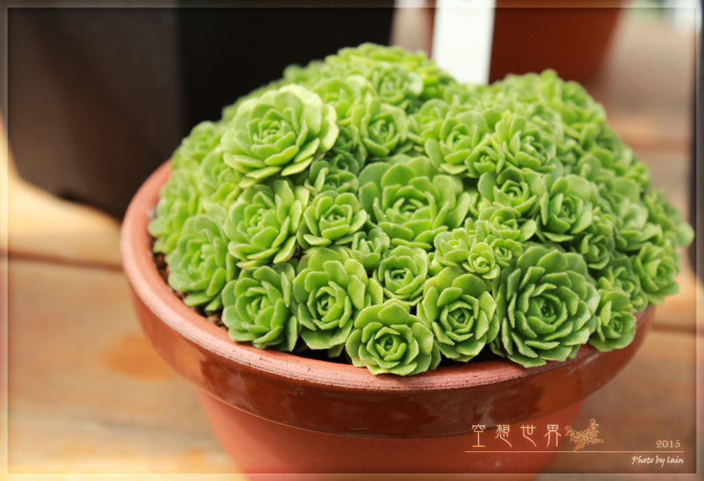 %E5%BD%B0%E5%8C%96%E7%94%B0%E5%B0%BE