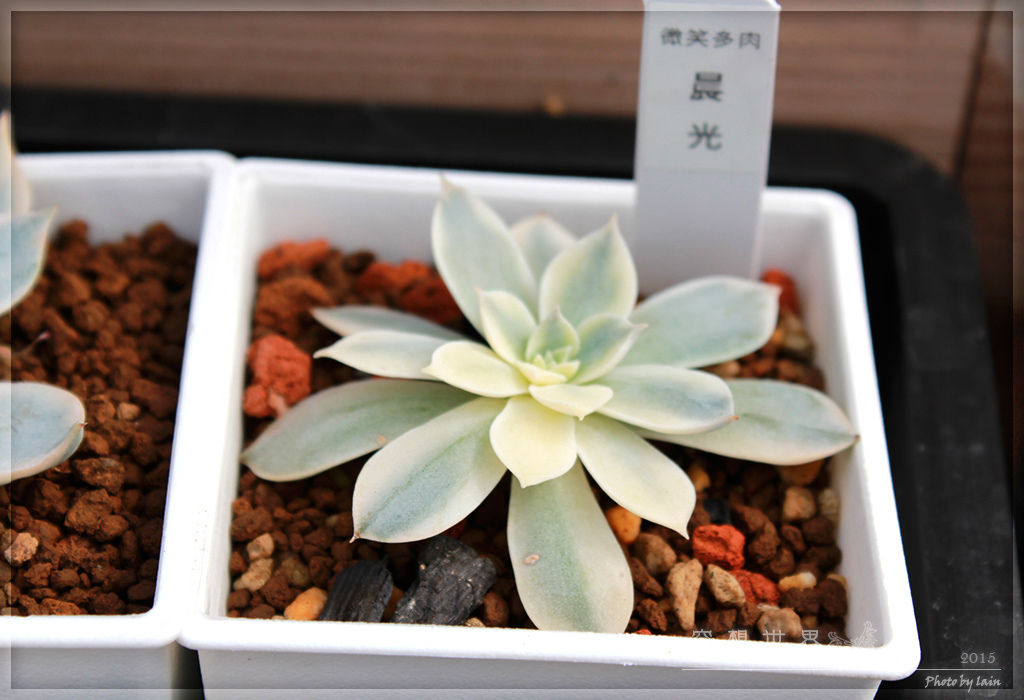 %E5%BD%B0%E5%8C%96%E7%94%B0%E5%B0%BE