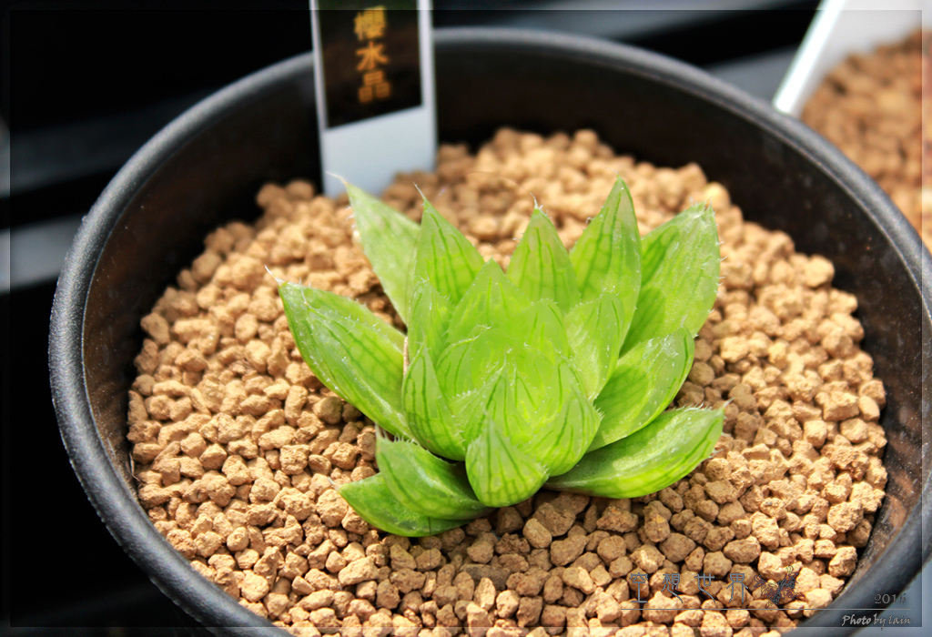 %E5%BD%B0%E5%8C%96%E7%94%B0%E5%B0%BE