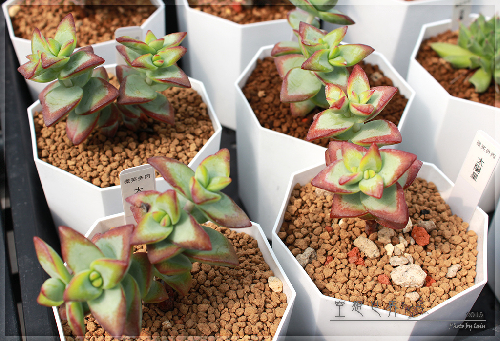 %E5%BD%B0%E5%8C%96%E7%94%B0%E5%B0%BE